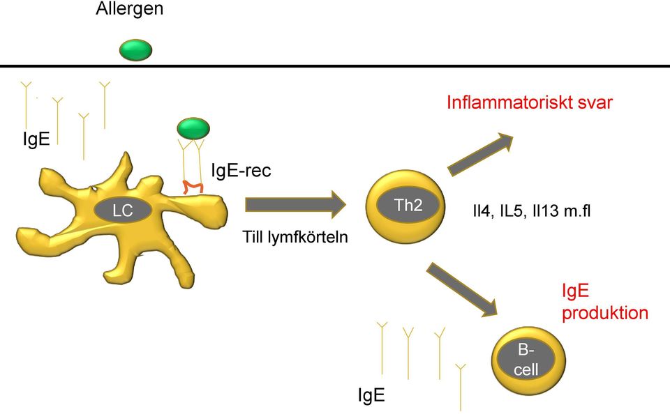 lymfkörteln Th2 Il4, IL5,