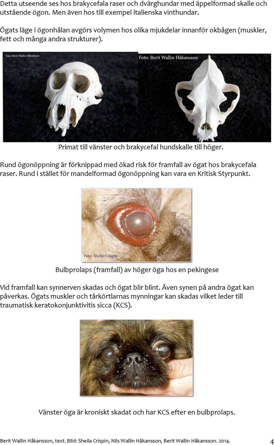 Rundögonöppningärförknippadmedökadriskförframfallavögathosbrakycefala raser.rundiställetförmandelformadögonöppningkanvaraenkritiskstyrpunkt.