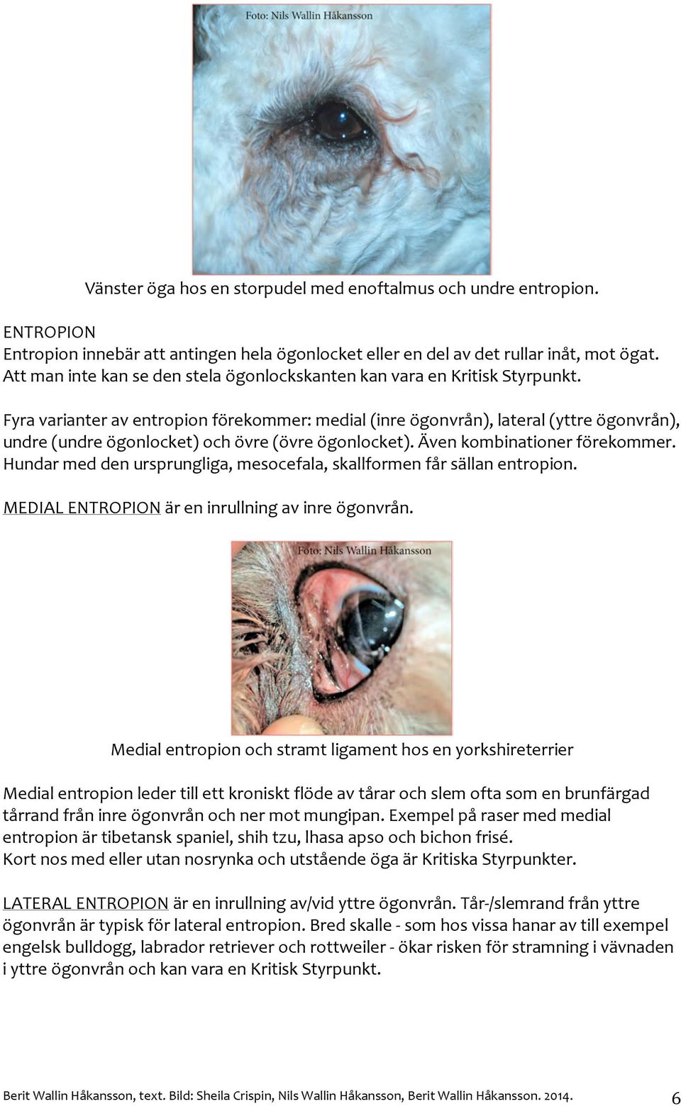 ävenkombinationerförekommer. Hundarmeddenursprungliga,mesocefala,skallformenfårsällanentropion. MEDIALENTROPIONäreninrullningavinreögonvrån.