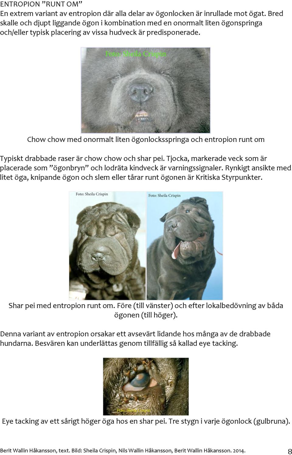 Chowchowmedonormaltlitenögonlocksspringaochentropionruntom Typisktdrabbaderaserärchowchowochsharpei.Tjocka,markeradevecksomär placeradesom ögonbryn ochlodrätakindveckärvarningssignaler.