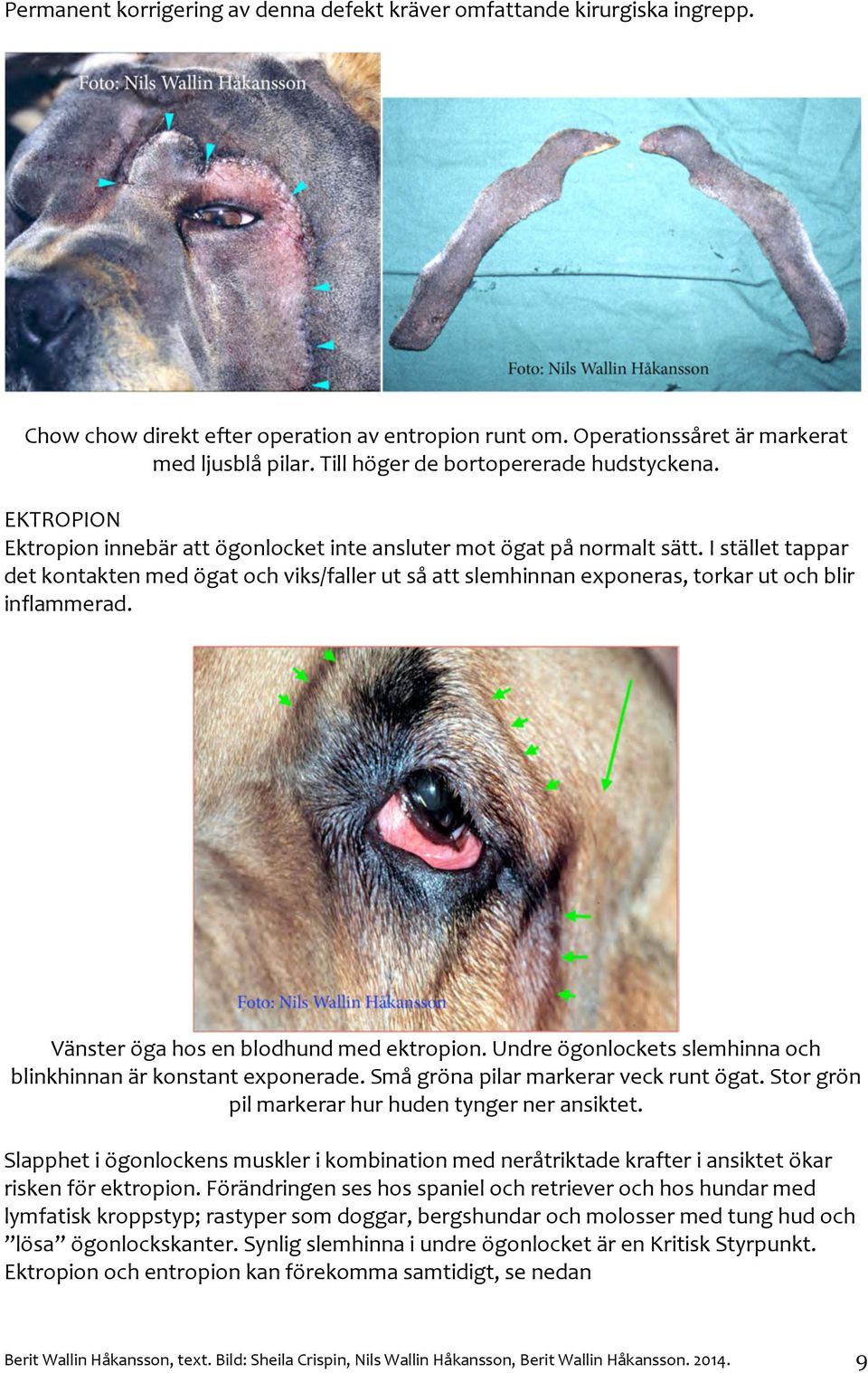 Vänsterögahosenblodhundmedektropion.Undreögonlocketsslemhinnaoch blinkhinnanärkonstantexponerade.smågrönapilarmarkerarveckruntögat.storgrön pilmarkerarhurhudentyngerneransiktet.