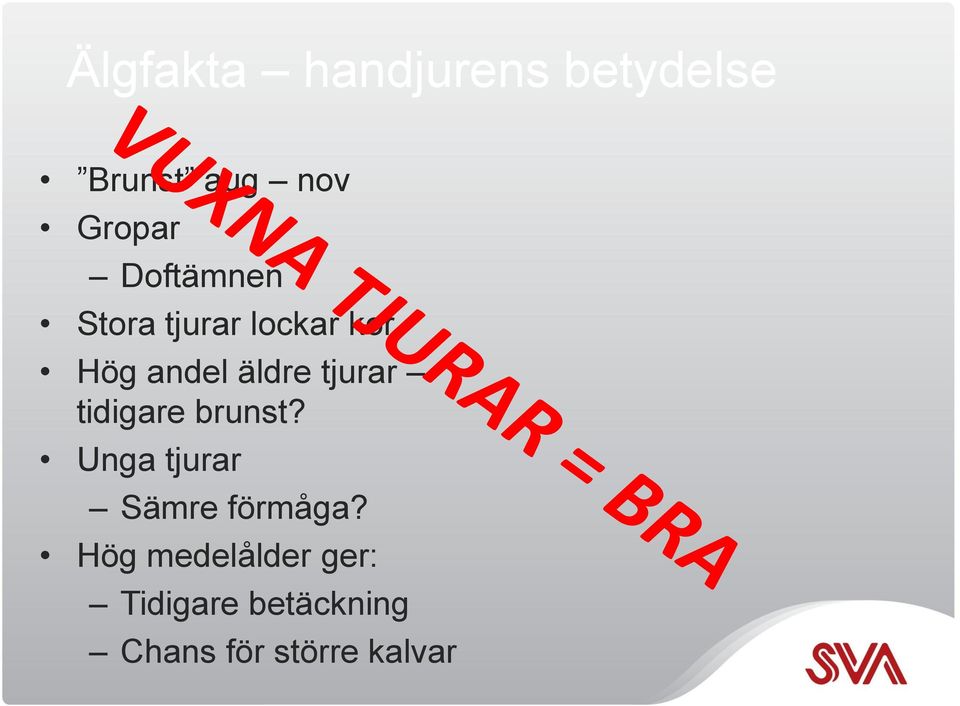 tjurar tidigare brunst? Unga tjurar Sämre förmåga?