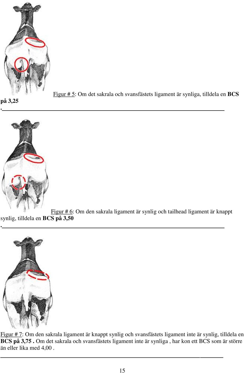 3,50. Figur # 7: Om den sakrala ligament är knappt synlig och svansfästets ligament inte är synlig,