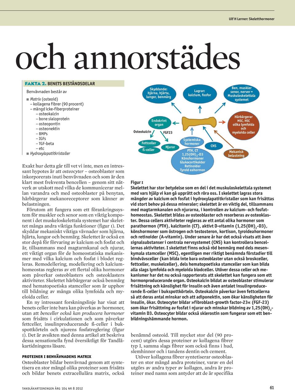 Hydroxylapatitkristaller Exakt hur detta går till vet vi inte, men en intressant hypotes är att osteocyter osteoblaster som inkorporerats inuti benvävnaden och som är den klart mest frekventa