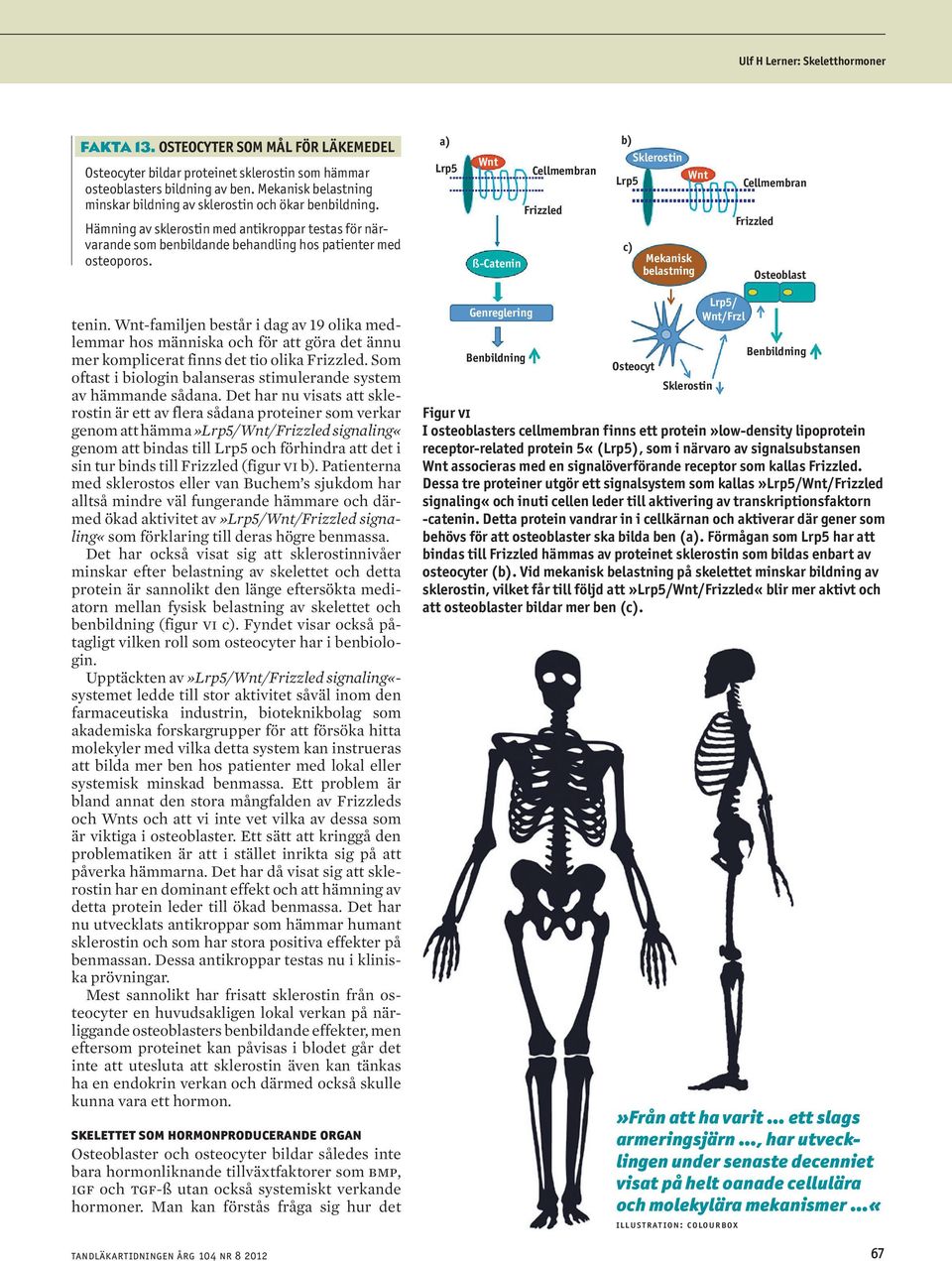 a) b) Lrp5 Wnt Sklerostin Cellmembran Wnt Lrp5 ß-Catenin Frizzled c) Mekanisk belastning Cellmembran Frizzled Osteoblast tenin.