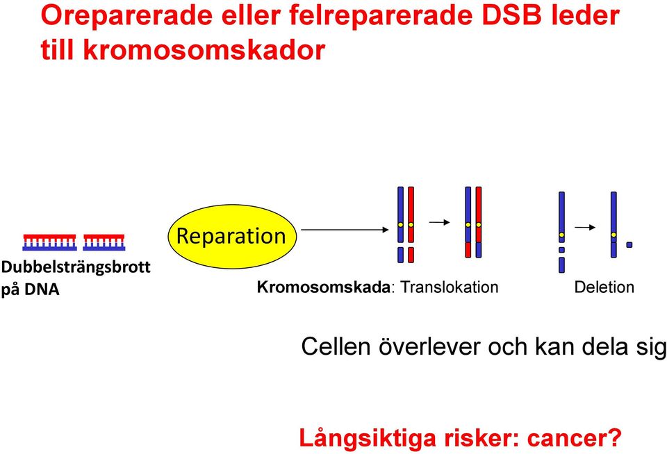 DNA Kromosomskada: Translokation Deletion Cellen