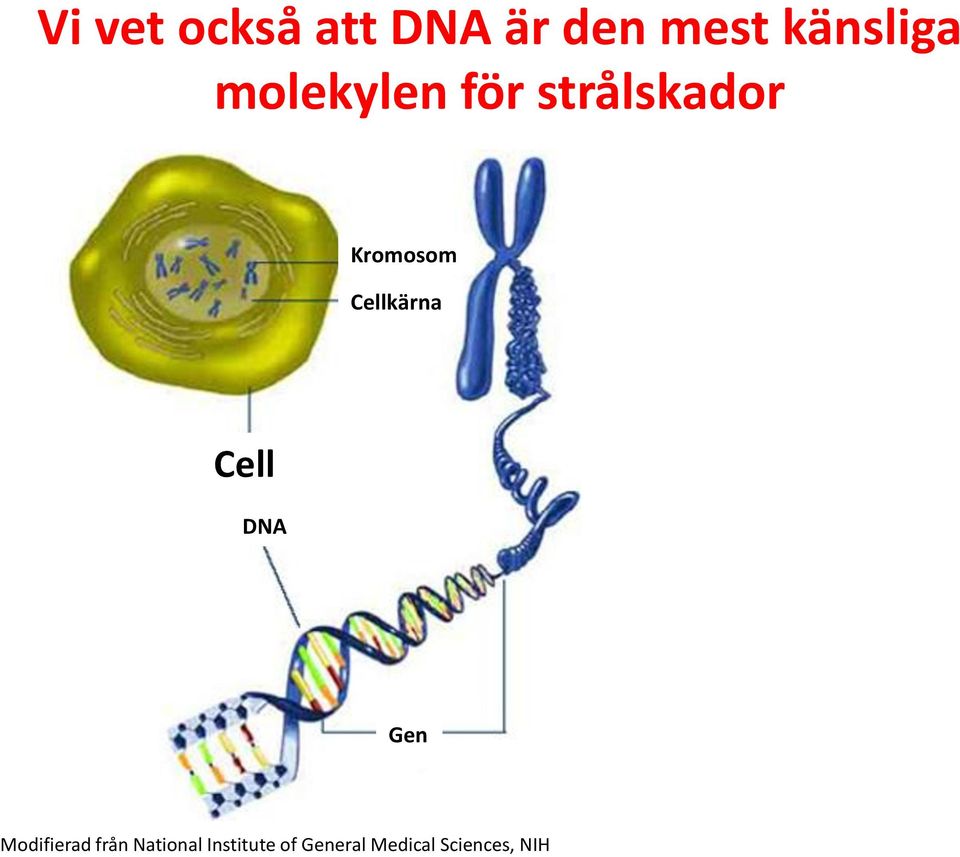Cellkärna Cell DNA Gen Modifierad från