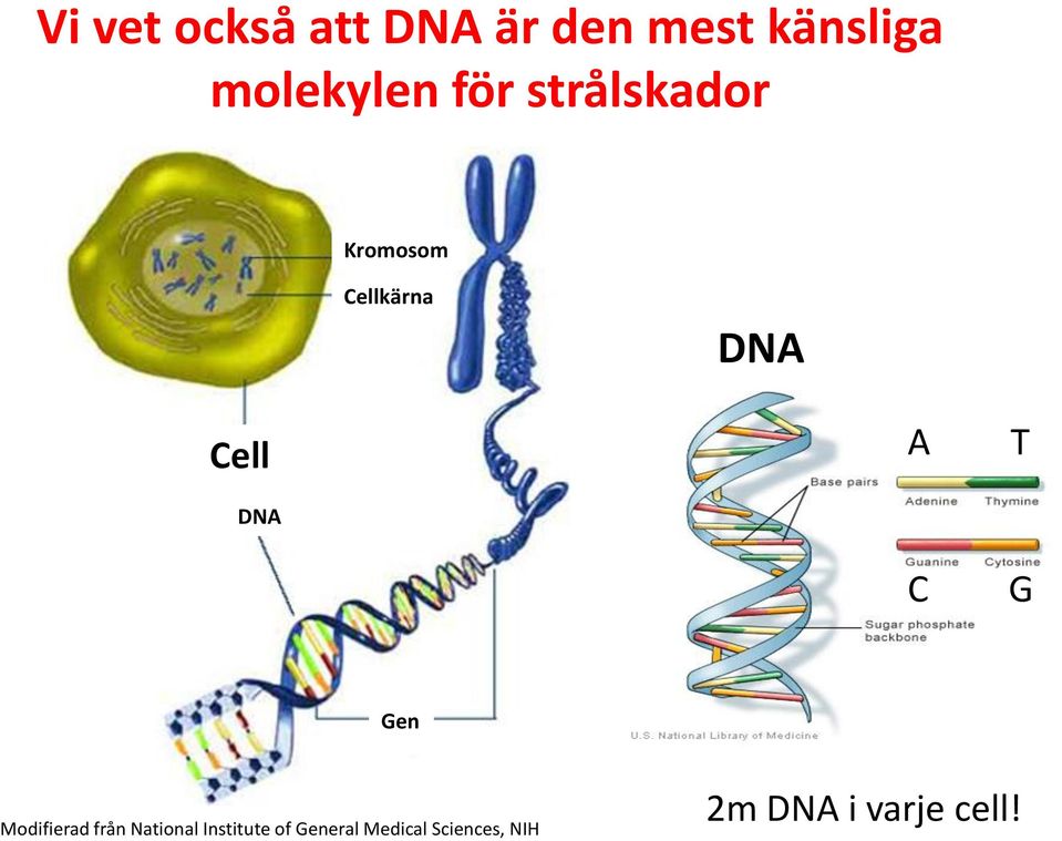 Cell DNA A C T G Gen Modifierad från National