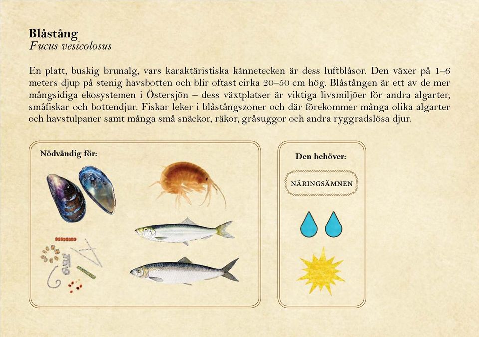 Blåstången är ett av de mer mångsidiga ekosystemen i Östersjön dess växtplatser är viktiga livsmiljöer för andra algarter, småfiskar