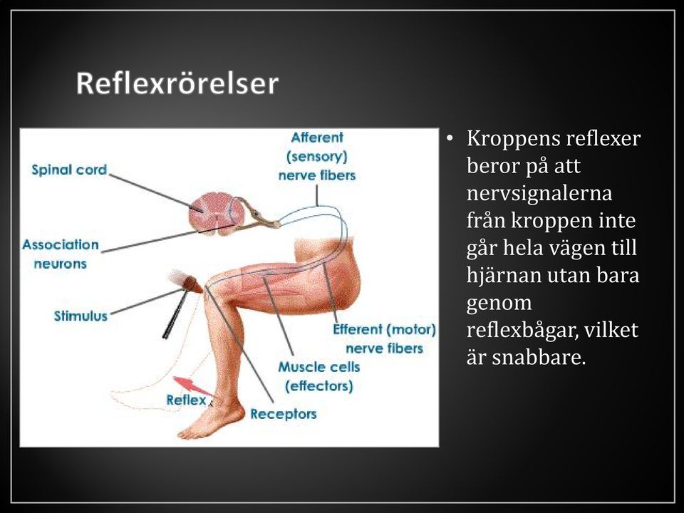 går hela vägen till hjärnan utan