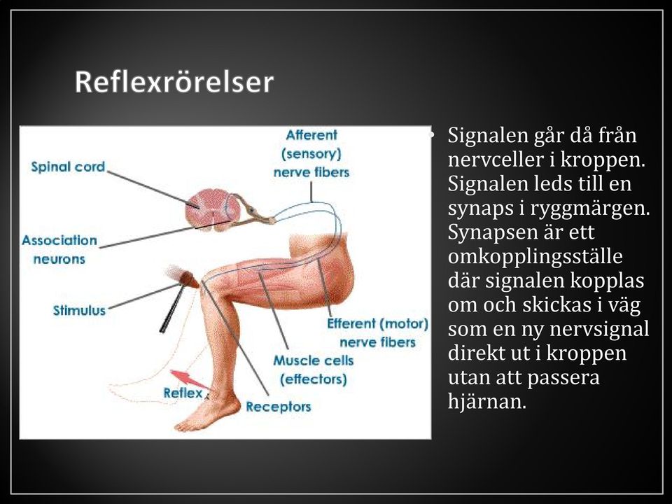 Synapsen är ett omkopplingsställe där signalen kopplas