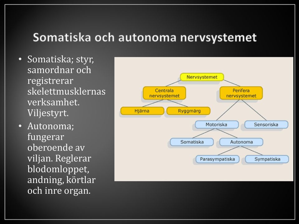 Autonoma; fungerar oberoende av viljan.