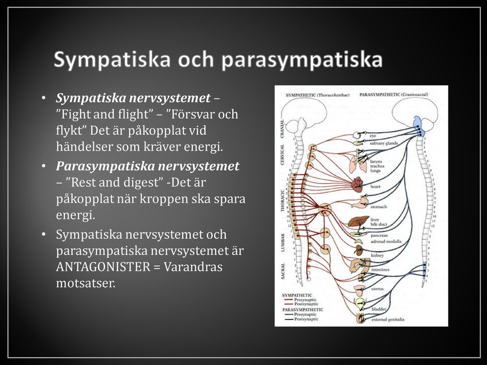 Parasympatiska nervsystemet Rest and digest -Det är påkopplat när kroppen