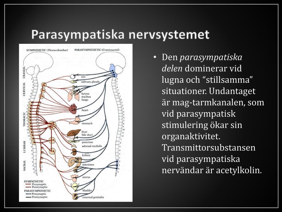 Undantaget är mag-tarmkanalen, som vid parasympatisk