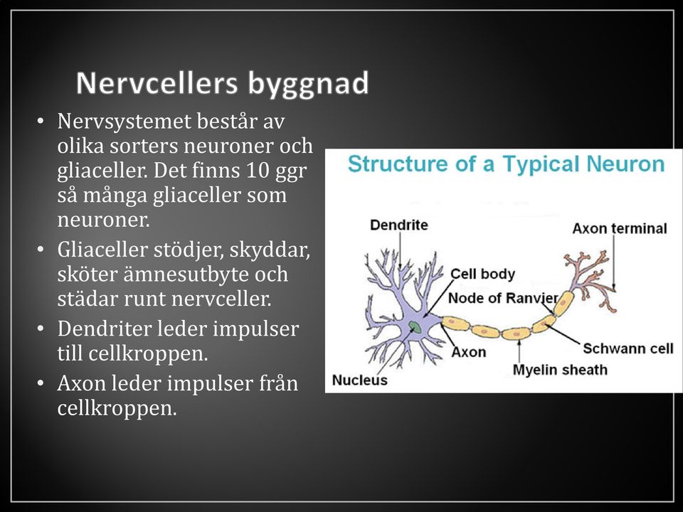 Gliaceller stödjer, skyddar, sköter ämnesutbyte och städar runt