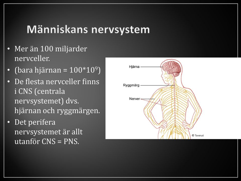 finns i CNS (centrala nervsystemet) dvs.