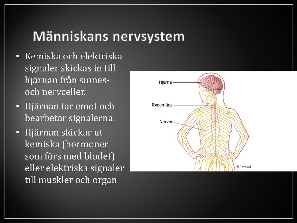 Hjärnan tar emot och bearbetar signalerna.