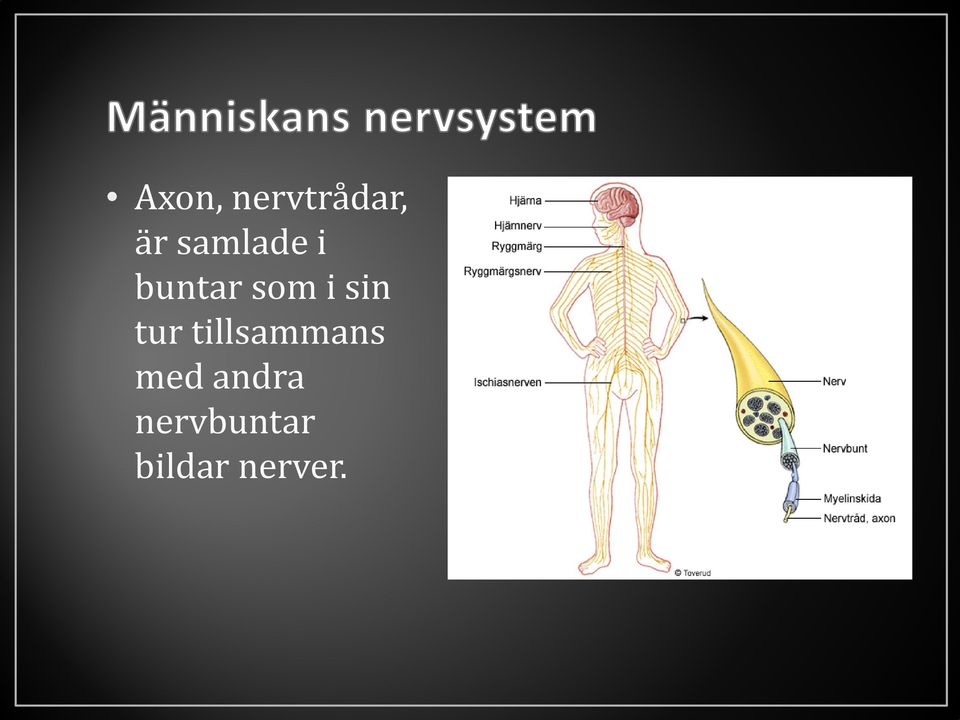 sin tur tillsammans med