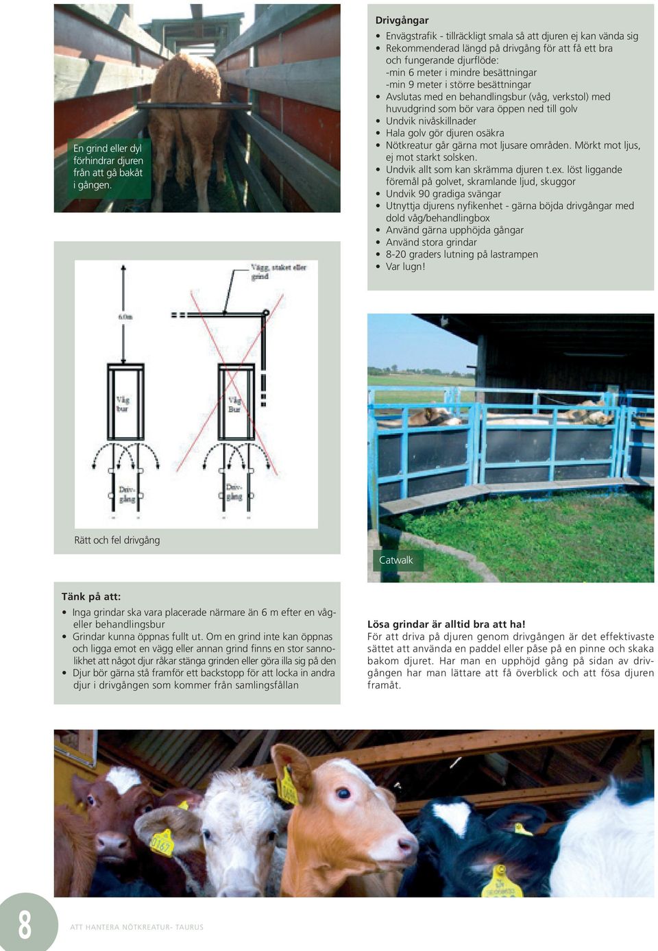 meter i större besättningar Avslutas med en behandlingsbur (våg, verkstol) med huvudgrind som bör vara öppen ned till golv Undvik nivåskillnader Hala golv gör djuren osäkra Nötkreatur går gärna mot