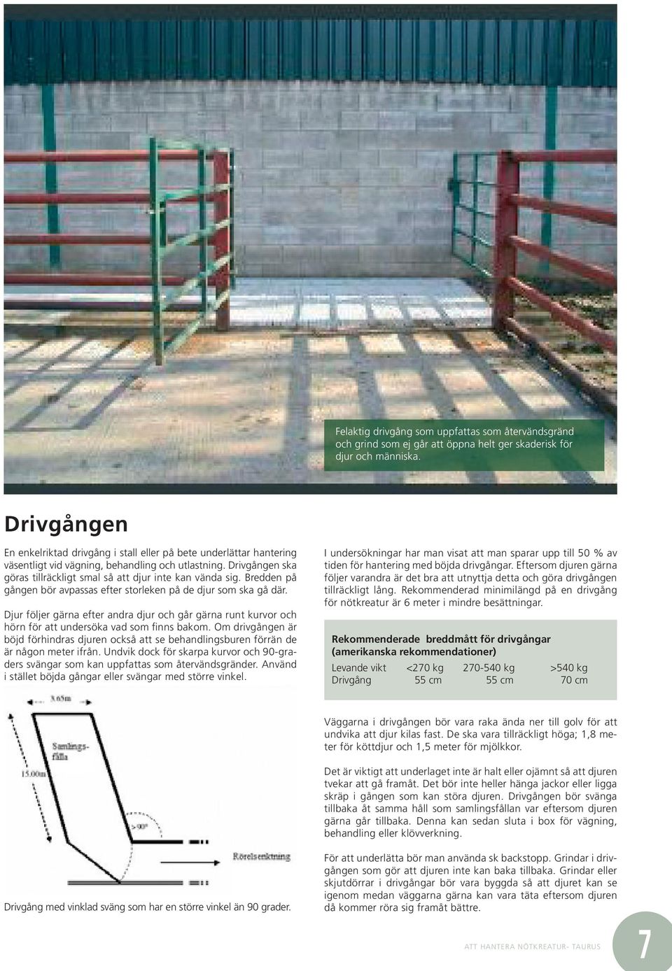 Bredden på gången bör avpassas efter storleken på de djur som ska gå där. Djur följer gärna efter andra djur och går gärna runt kurvor och hörn för att undersöka vad som finns bakom.