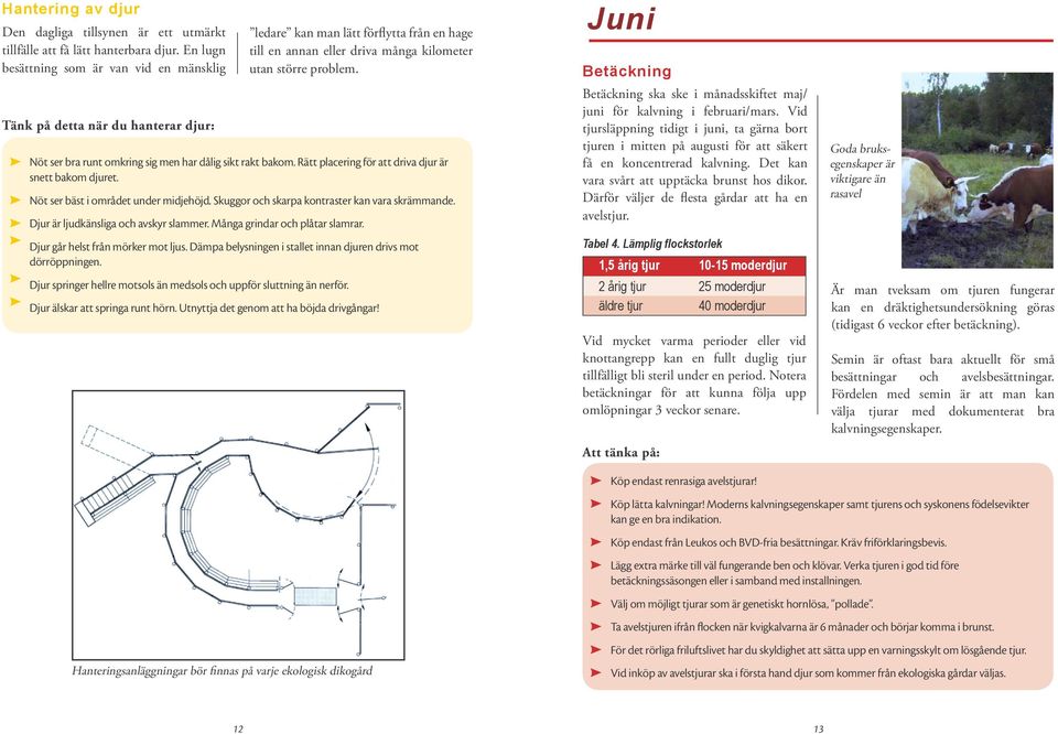 Nöt ser bra runt omkring sig men har dålig sikt rakt bakom. Rätt placering för att driva djur är snett bakom djuret. Nöt ser bäst i området under midjehöjd.