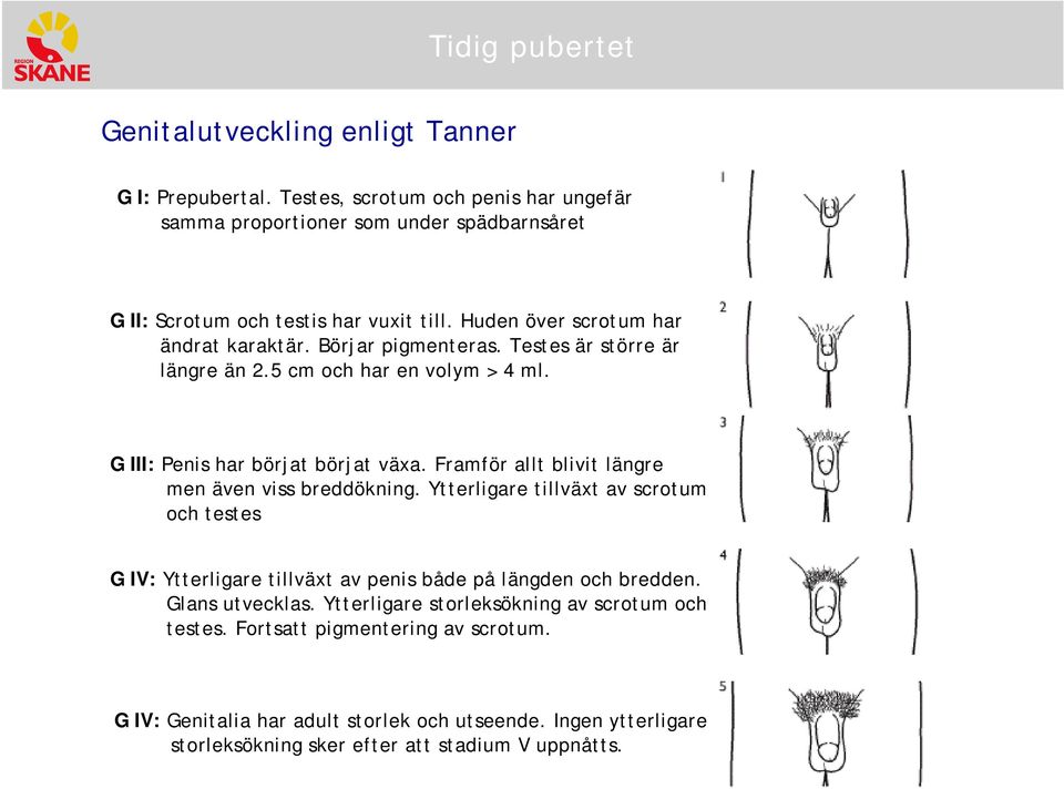 Framför allt blivit längre men även viss breddökning. Ytterligare tillväxt av scrtum ch testes G IV: Ytterligare tillväxt av penis både på längden ch bredden.