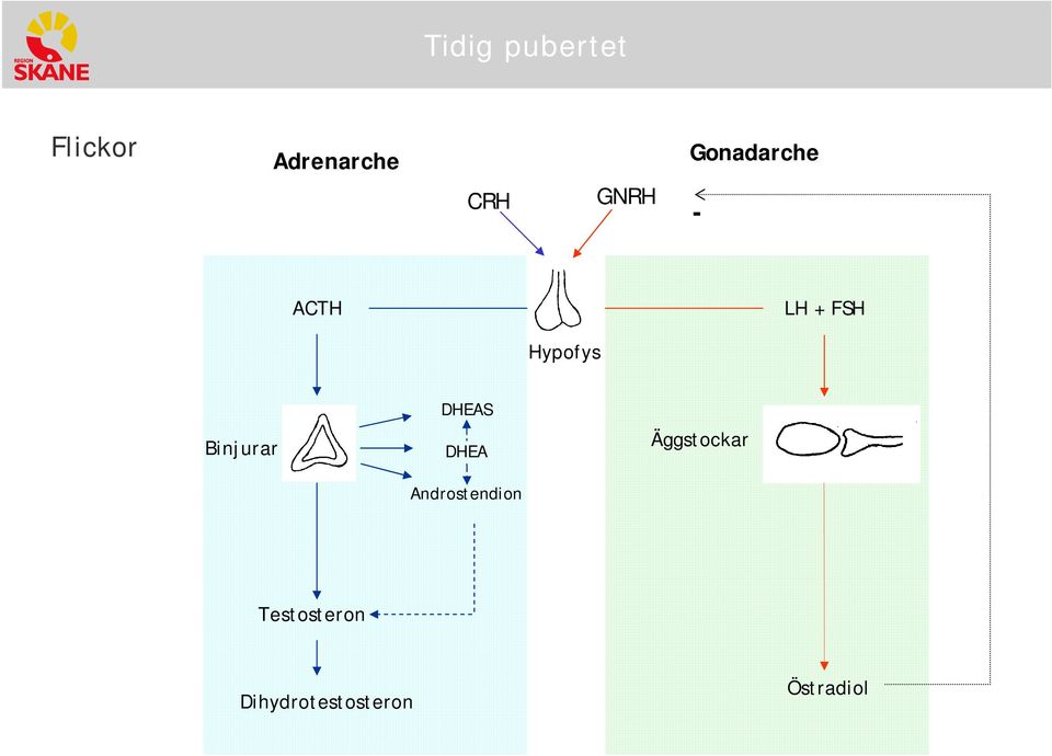 Binjurar DHEAS DHEA Andrstendin