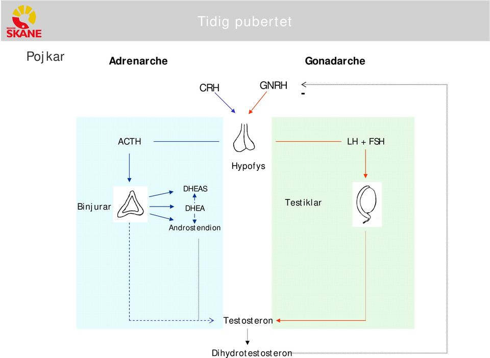 Binjurar DHEAS DHEA Andrstendin