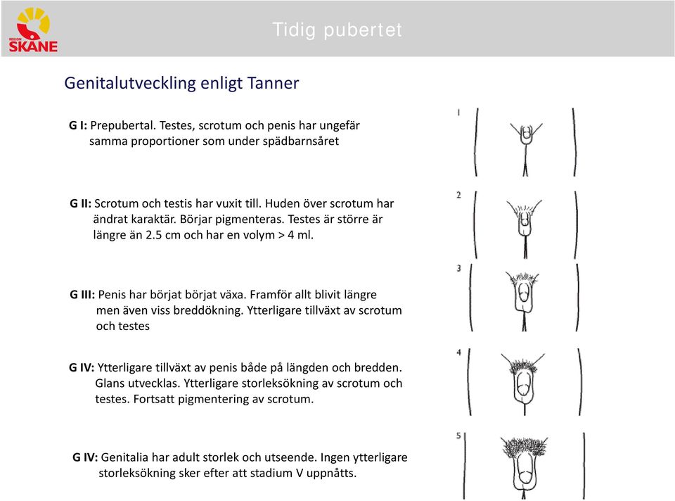 Framför allt blivit längre men även viss breddökning. Ytterligare tillväxt av scrotum och testes G IV: Ytterligare tillväxt av penis både på längden och bredden. Glans utvecklas.