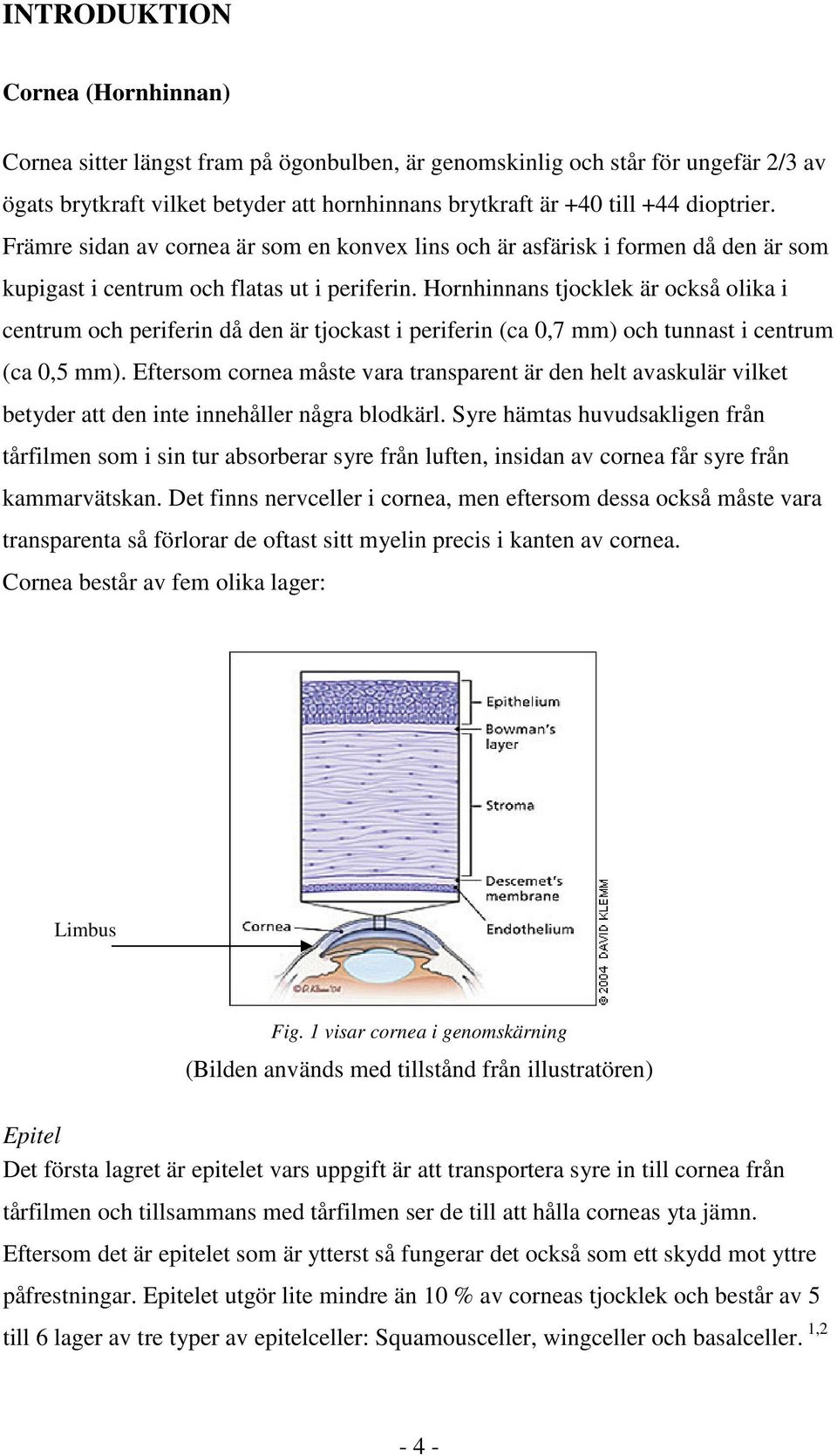 Hornhinnans tjocklek är också olika i centrum och periferin då den är tjockast i periferin (ca 0,7 mm) och tunnast i centrum (ca 0,5 mm).