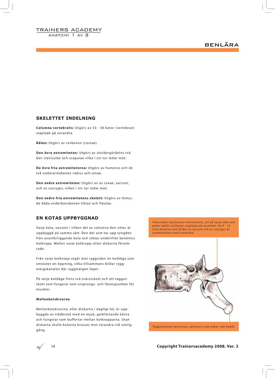 Den nedre extremiteten: Utgörs av os coxae, sacrum, och os coccygis, vilket i sin tur ledar mot: Den nedre fria extremitetens skelett: Utgörs av femur, de båda underbensbenen tibiae och fibulae.