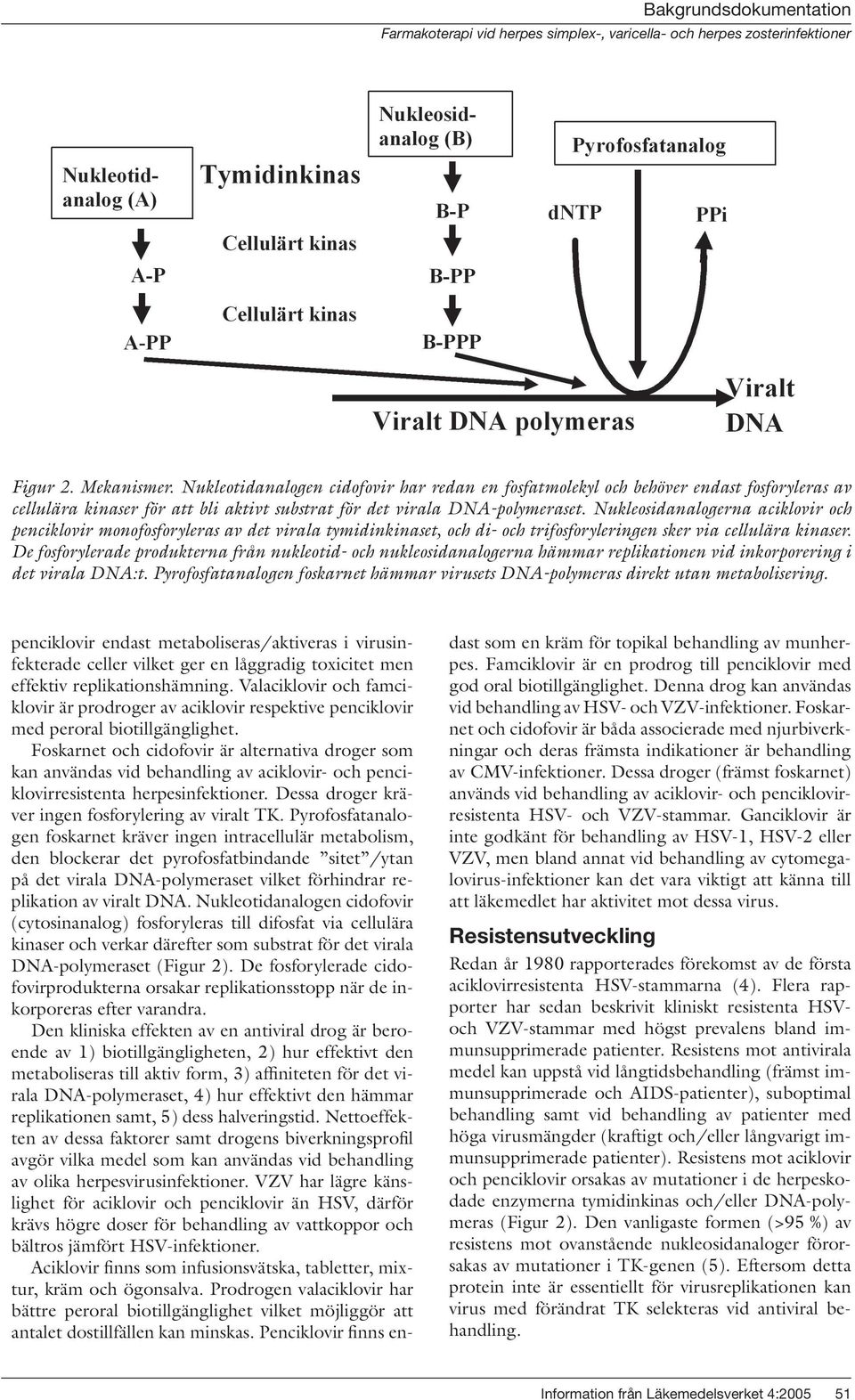 De fosforylerade produkterna från nukleotid- och nukleosidanalogerna hämmar replikationen vid inkorporering i det virala DNA:t.