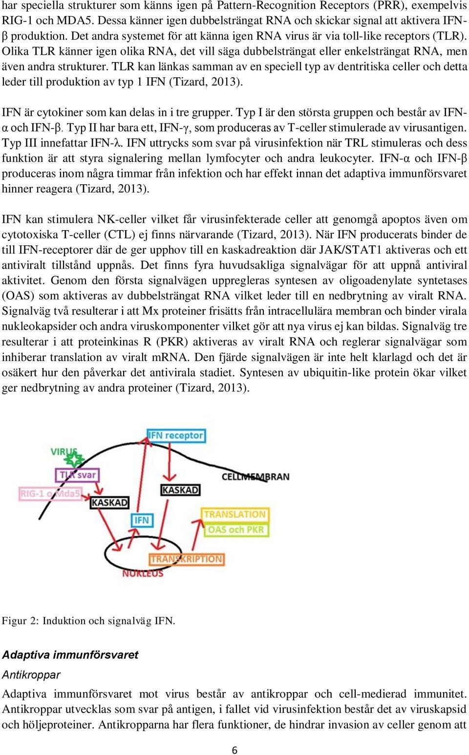 TLR kan länkas samman av en speciell typ av dentritiska celler och detta leder till produktion av typ 1 IFN (Tizard, 2013). IFN är cytokiner som kan delas in i tre grupper.