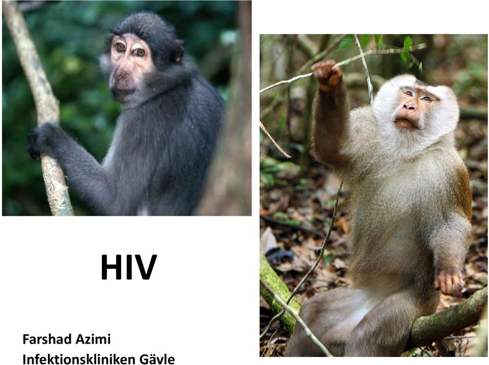 Azimi