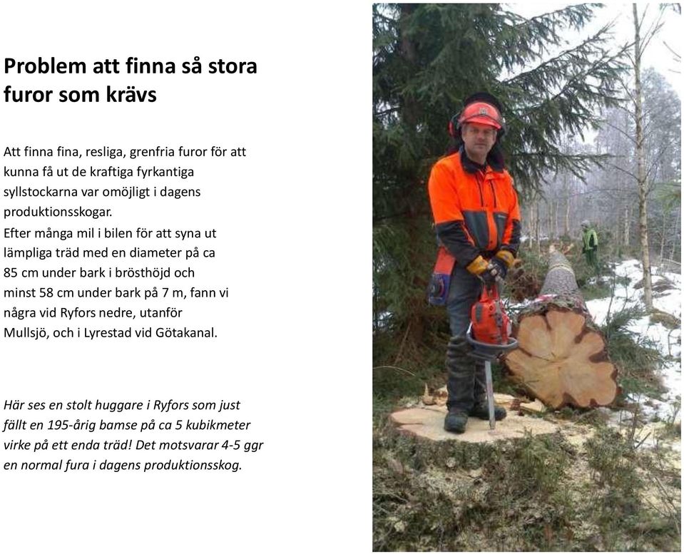 Efter många mil i bilen för att syna ut lämpliga träd med en diameter på ca 85 cm under bark i brösthöjd och minst 58 cm under bark på 7 m,