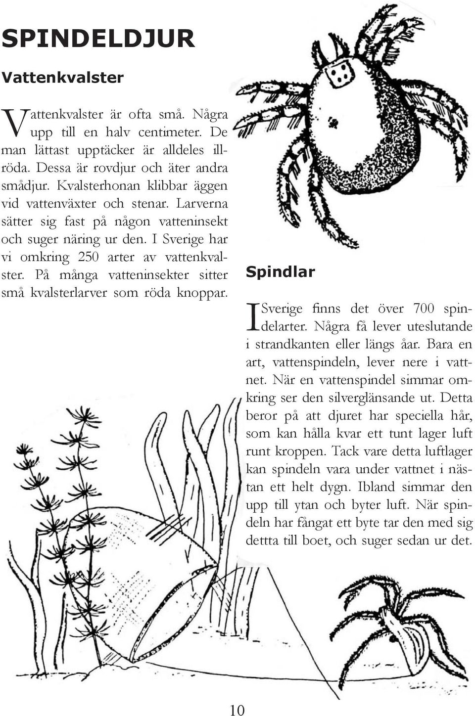 På många vatteninsekter sitter små kvalsterlarver som röda knoppar. Spindlar Sverige finns det över 700 spindelarter. Några få lever uteslutande I i strandkanten eller längs åar.