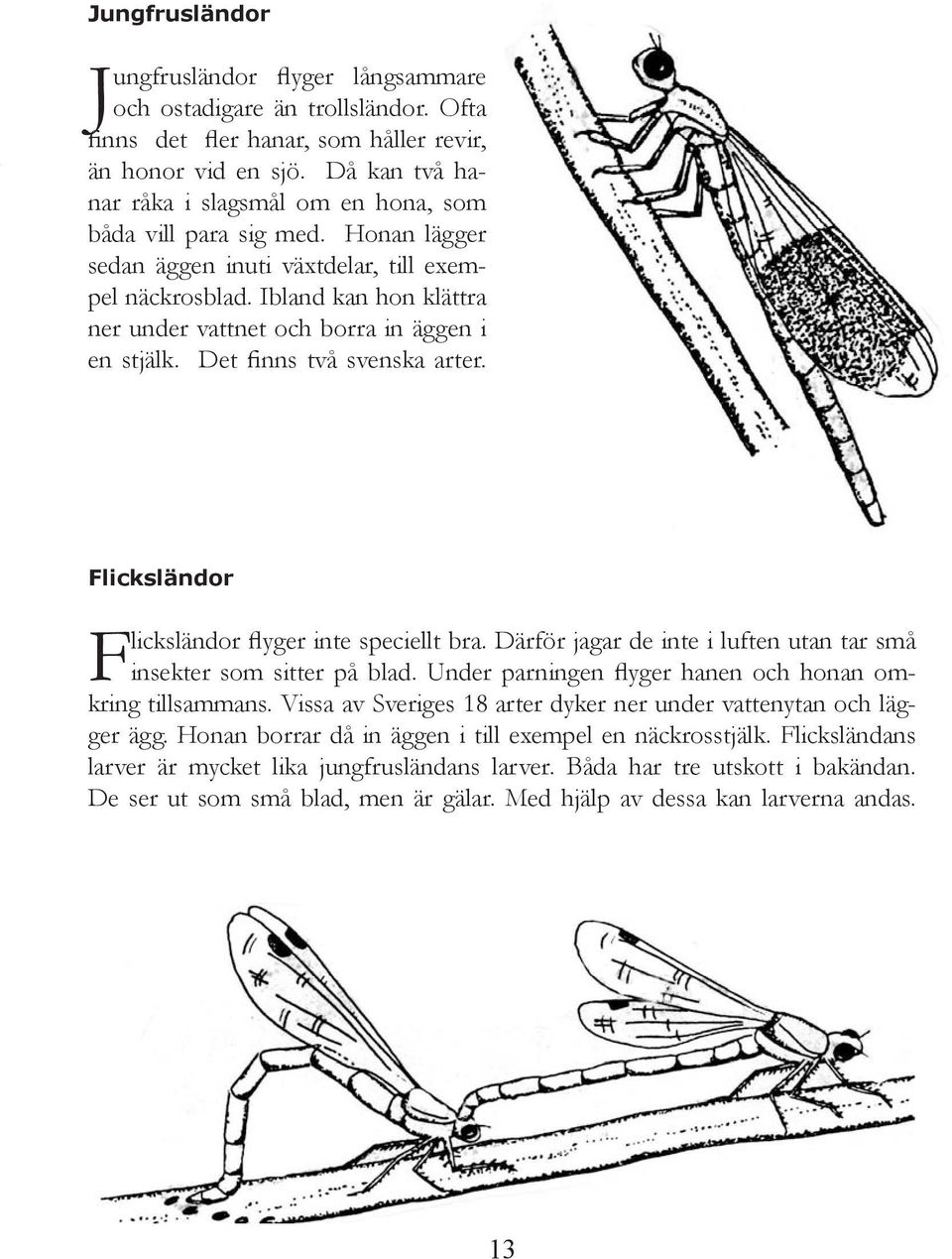 Ibland kan hon klättra ner under vattnet och borra in äggen i en stjälk. Det finns två svenska arter. Flicksländor Flicksländor flyger inte speciellt bra.