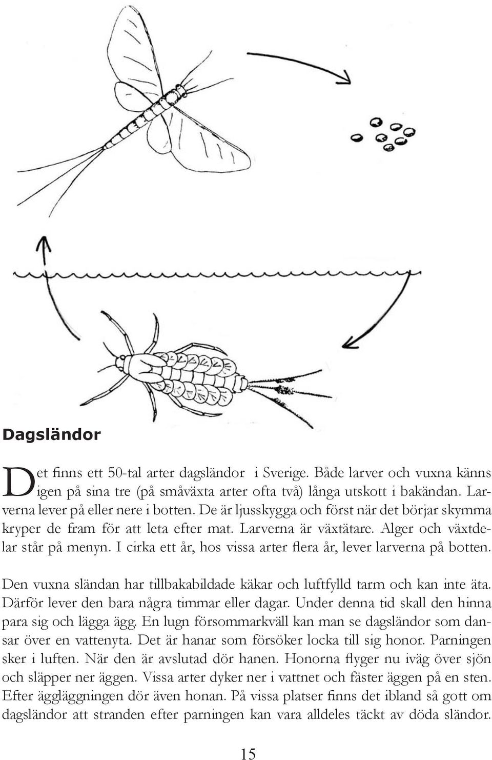 I cirka ett år, hos vissa arter flera år, lever larverna på botten. Den vuxna sländan har tillbakabildade käkar och luftfylld tarm och kan inte äta. Därför lever den bara några timmar eller dagar.