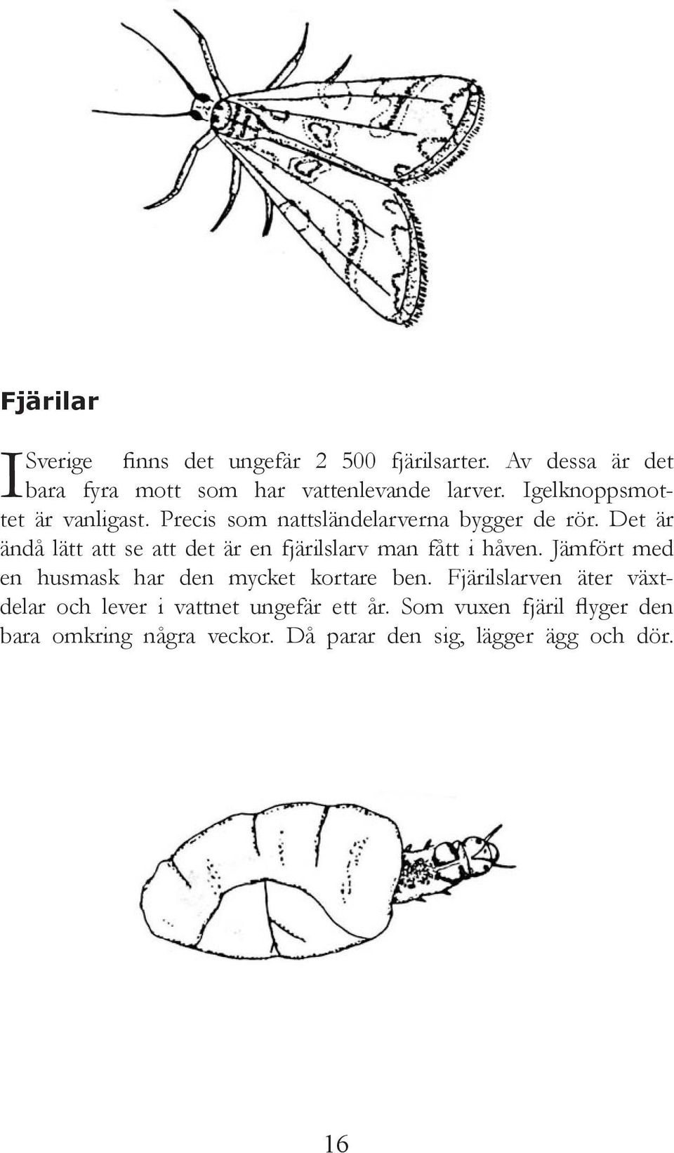 Det är ändå lätt att se att det är en fjärilslarv man fått i håven. Jämfört med en husmask har den mycket kortare ben.