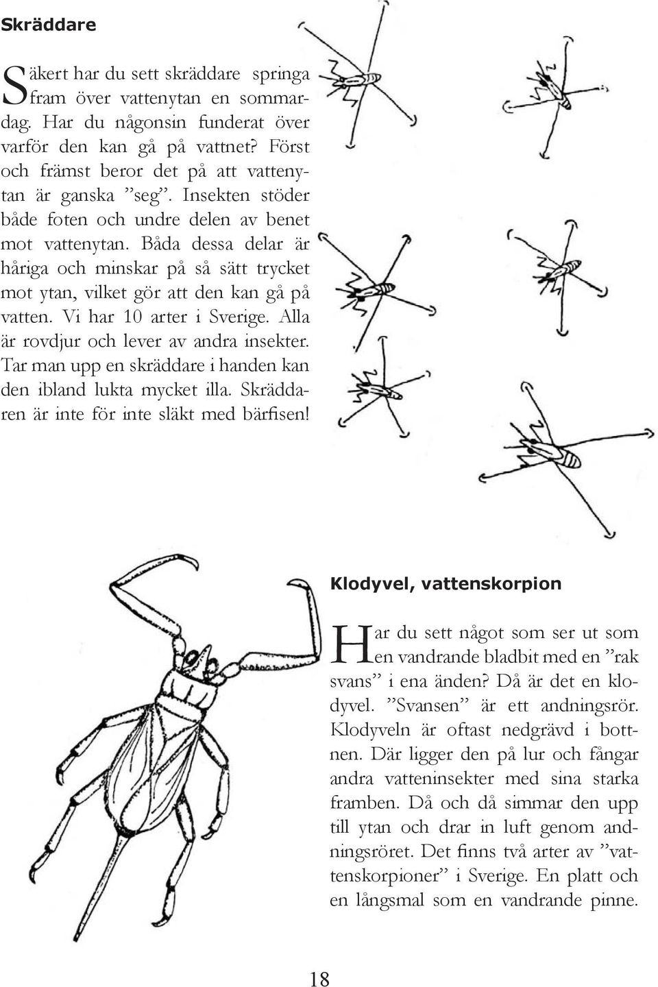 Båda dessa delar är håriga och minskar på så sätt trycket mot ytan, vilket gör att den kan gå på vatten. Vi har 10 arter i Sverige. Alla är rovdjur och lever av andra insekter.