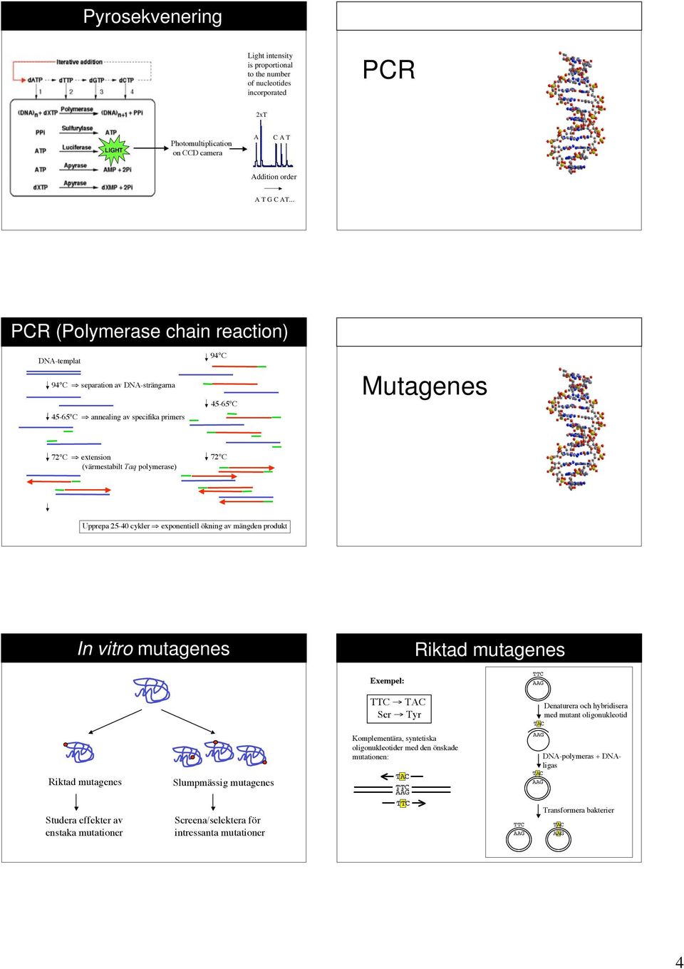 Upprepa 25-40 cykler exponentiell ökning av mängden produkt In vitro mutagenes Riktad mutagenes Exempel: Ser yr Denaturera och hybridisera med mutant oligonukleotid Riktad mutagenes