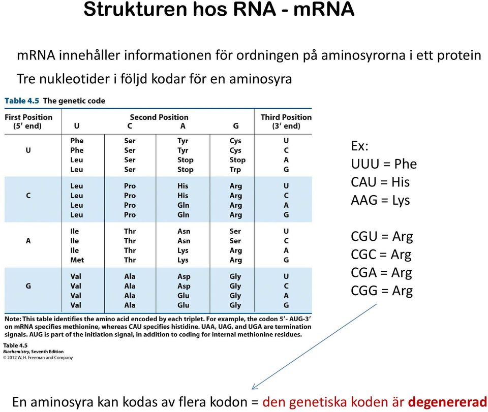 Ex: UUU = Phe CAU = His AAG = Lys CGU = Arg CGC = Arg CGA = Arg CGG = Arg