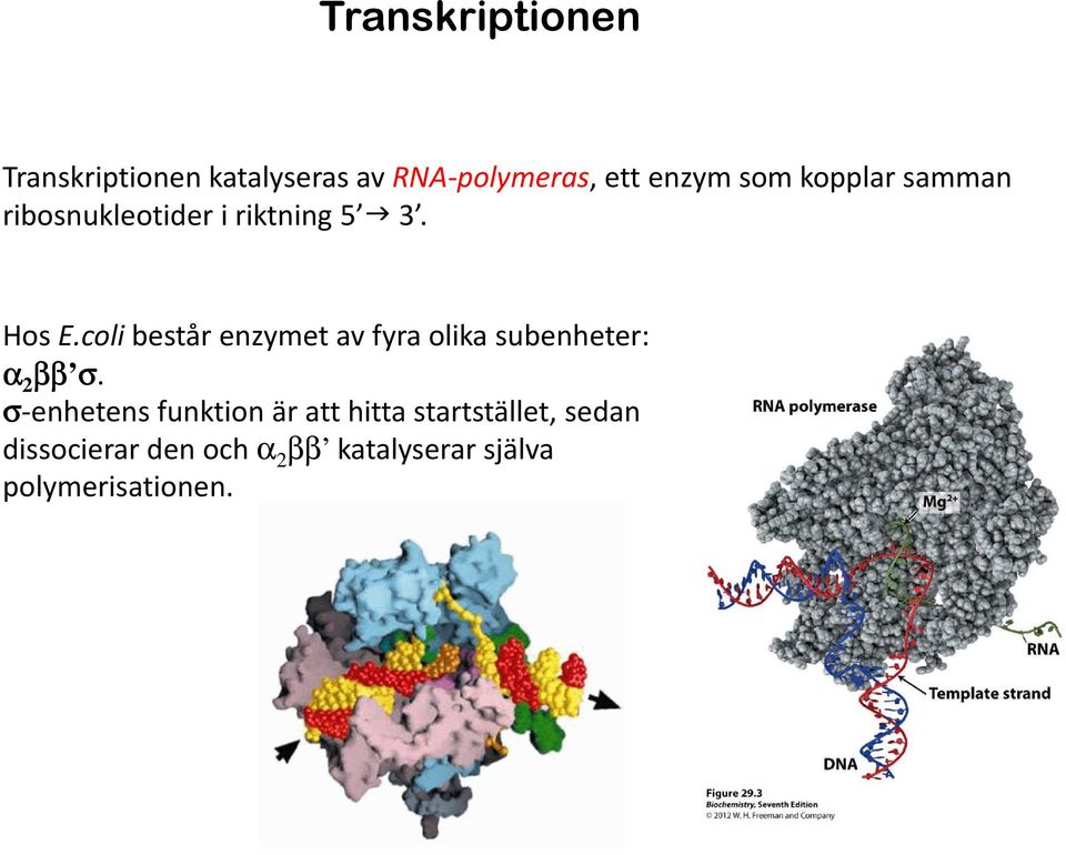 colibestår enzymet av fyra olika subenheter: α 2 ββ σ.