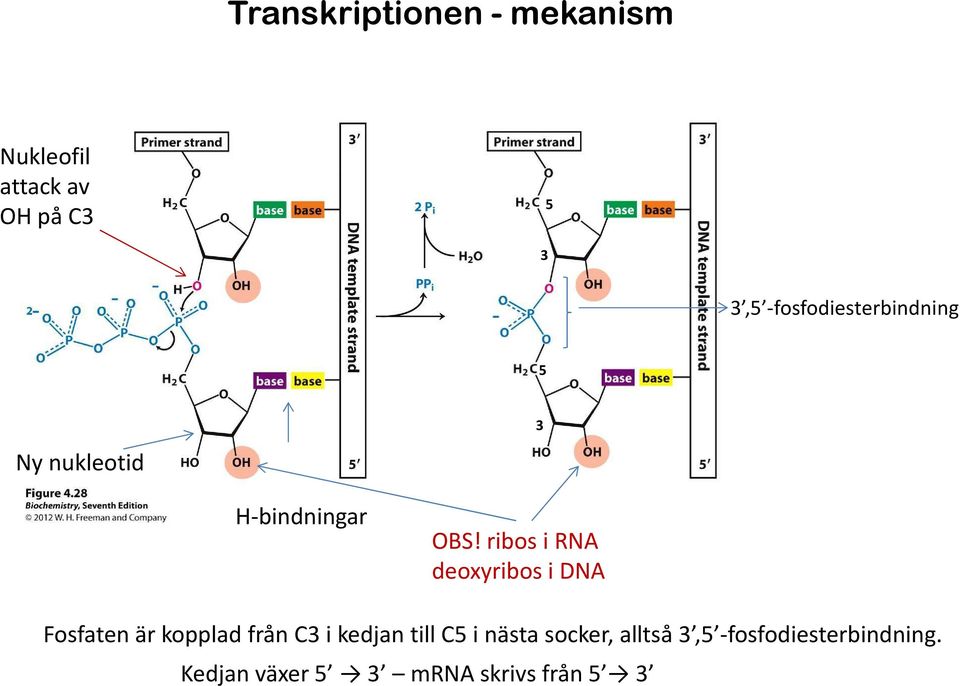 ribosi RNA deoxyribos i DNA Fosfaten är kopplad från C3 i kedjan till