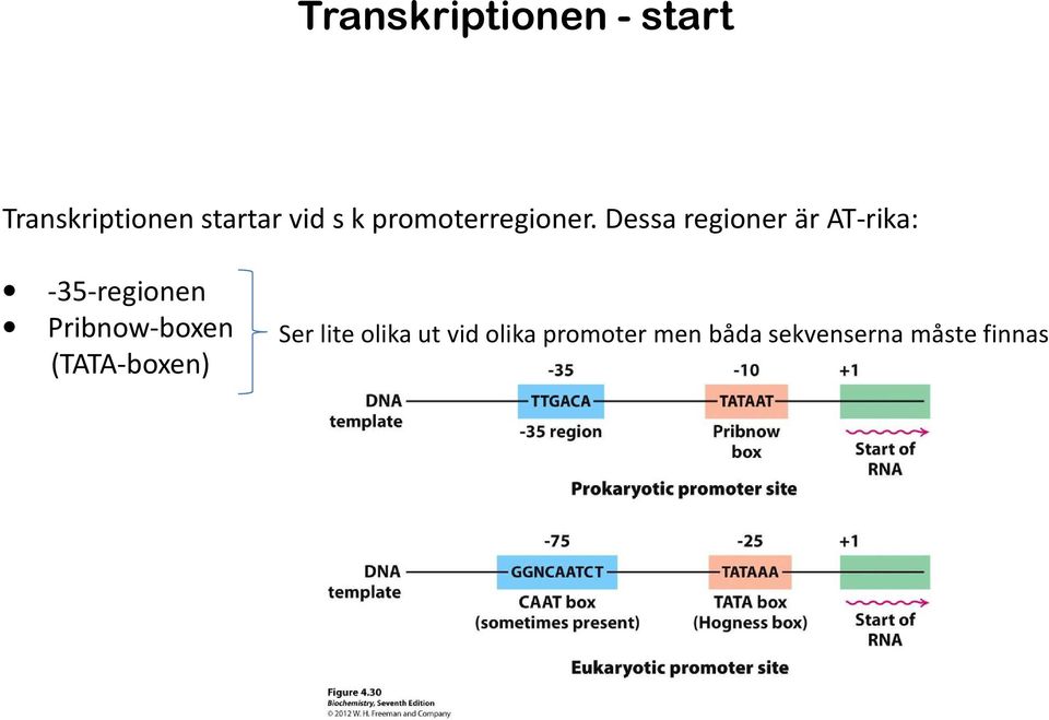 Dessa regioner är AT-rika: -35-regionen