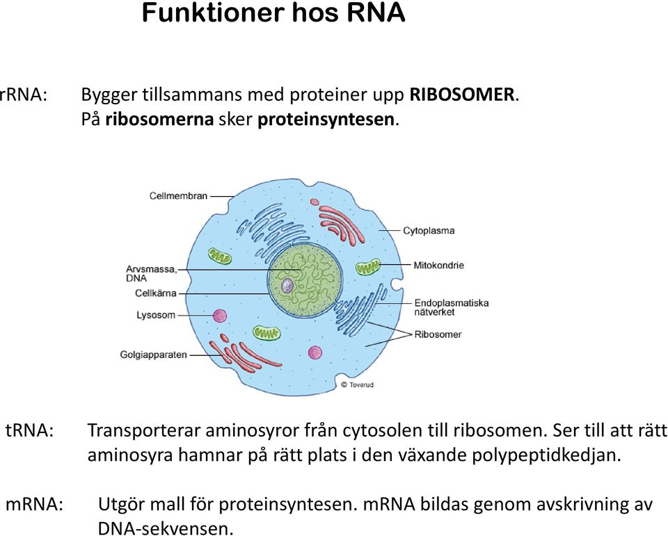 trna: mrna: Transporterar aminosyror från cytosolentill ribosomen.