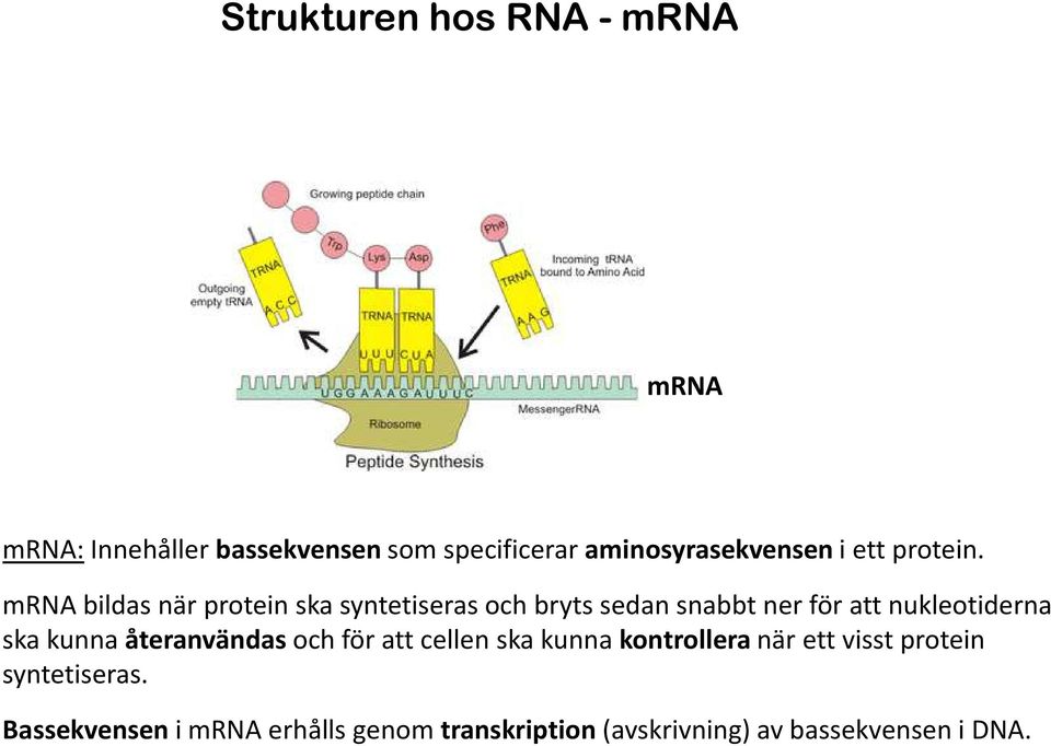 mrna bildas när protein ska syntetiseras och bryts sedan snabbt ner för att nukleotiderna ska