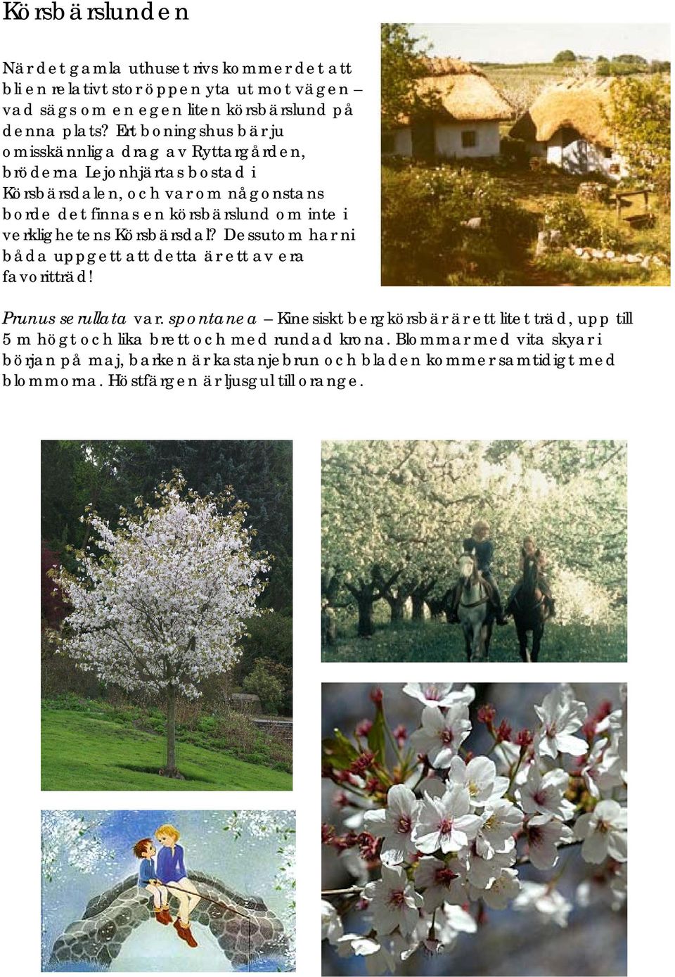 verklighetens Körsbärsdal? Dessutom har ni båda uppgett att detta är ett av era favoritträd! Prunus serullata var.