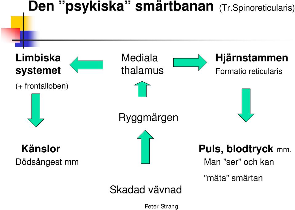 thalamus Formatio reticularis (+ frontalloben) Ryggmärgen