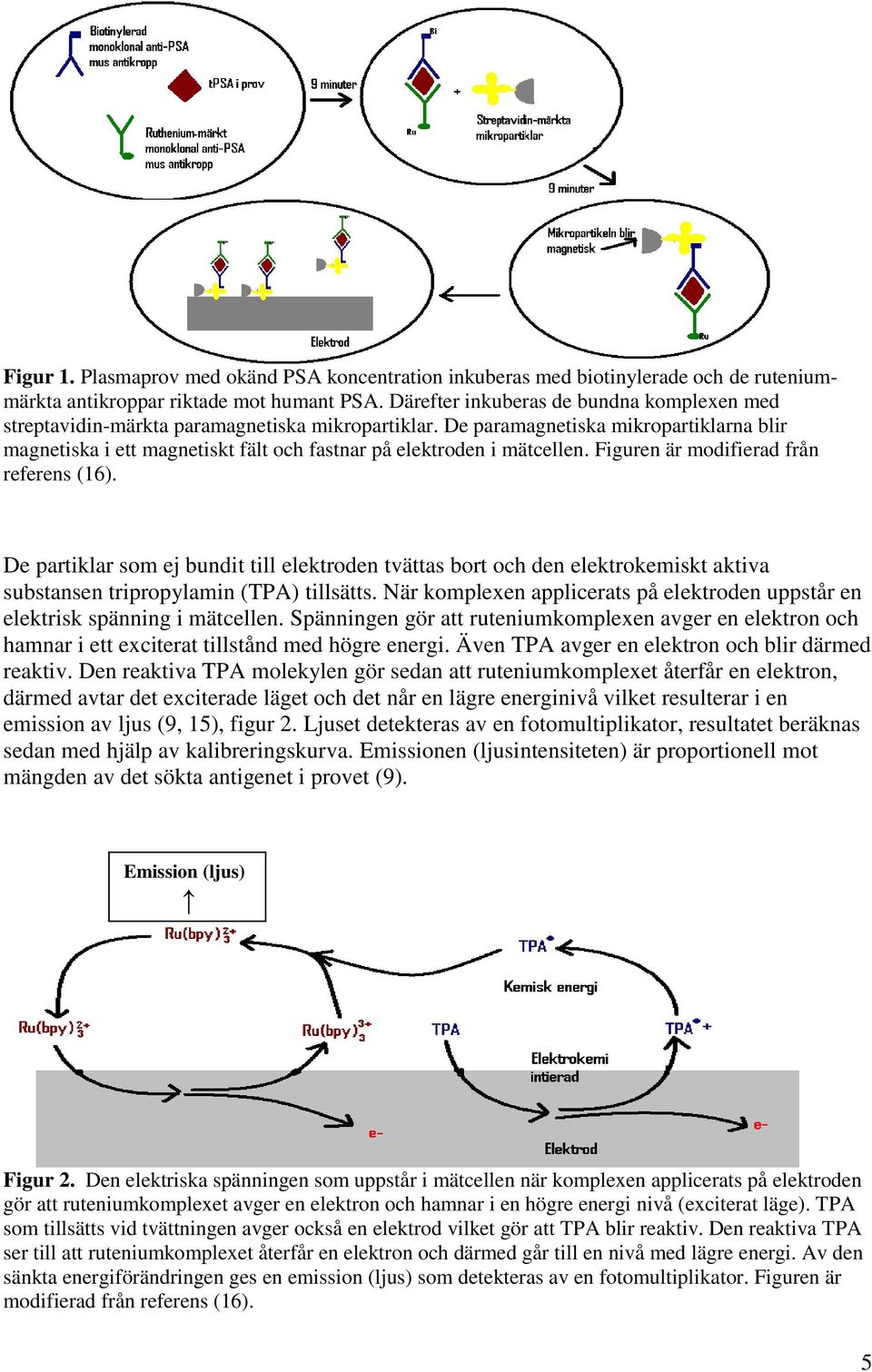 De paramagnetiska mikropartiklarna blir magnetiska i ett magnetiskt fält och fastnar på elektroden i mätcellen. Figuren är modifierad från referens (16).